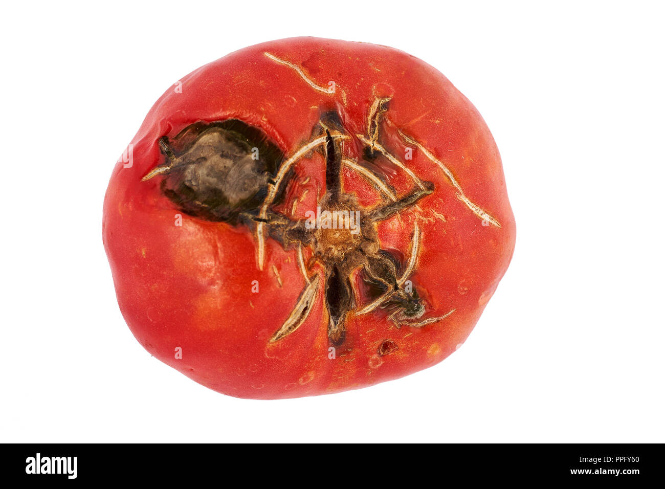 Verdorben, faule rote Tomaten auf weißem Hintergrund. Stockfoto
