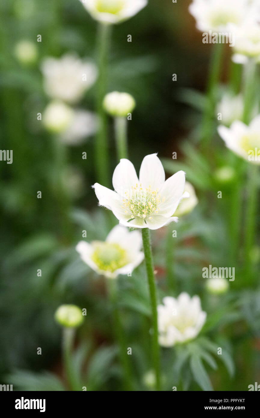 Anemone Blumen. Stockfoto