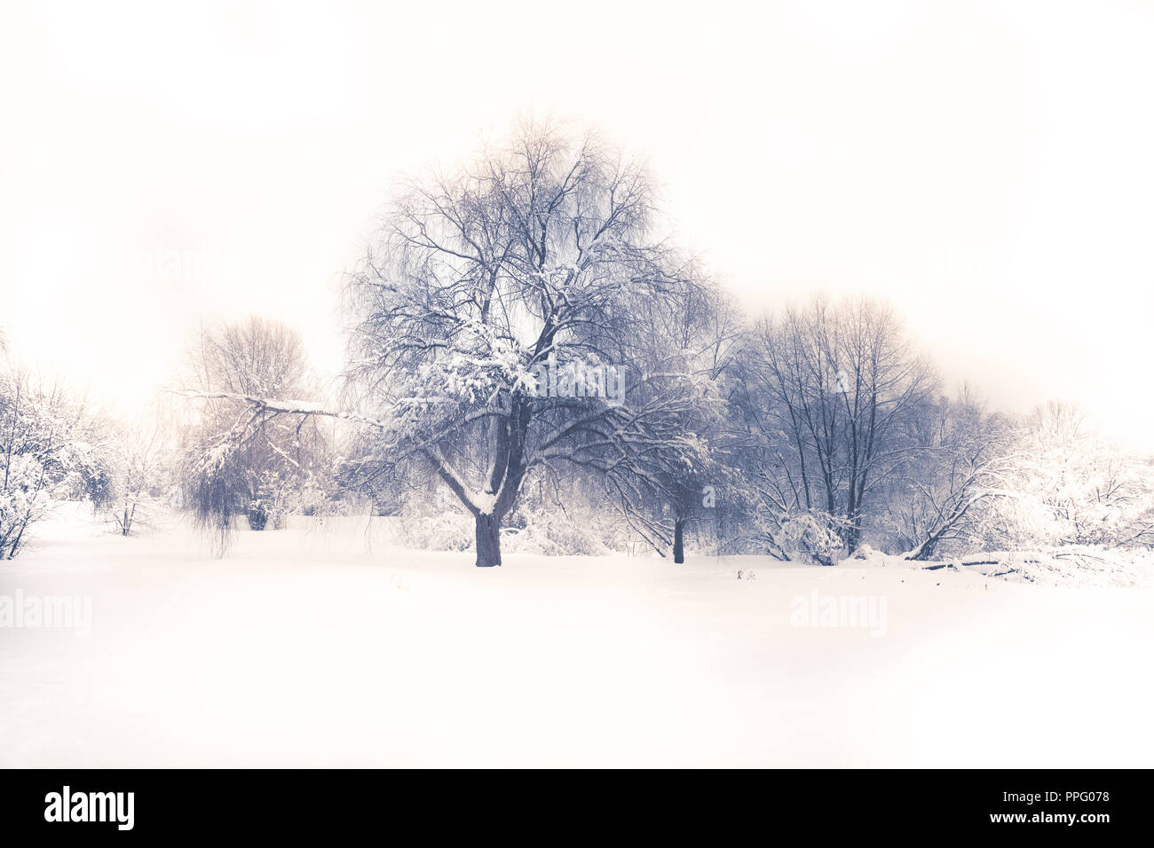 Winter landschaft schnee Feld Wald Bäume weiß Himmel in sanften Blau Lila Farben Stockfoto