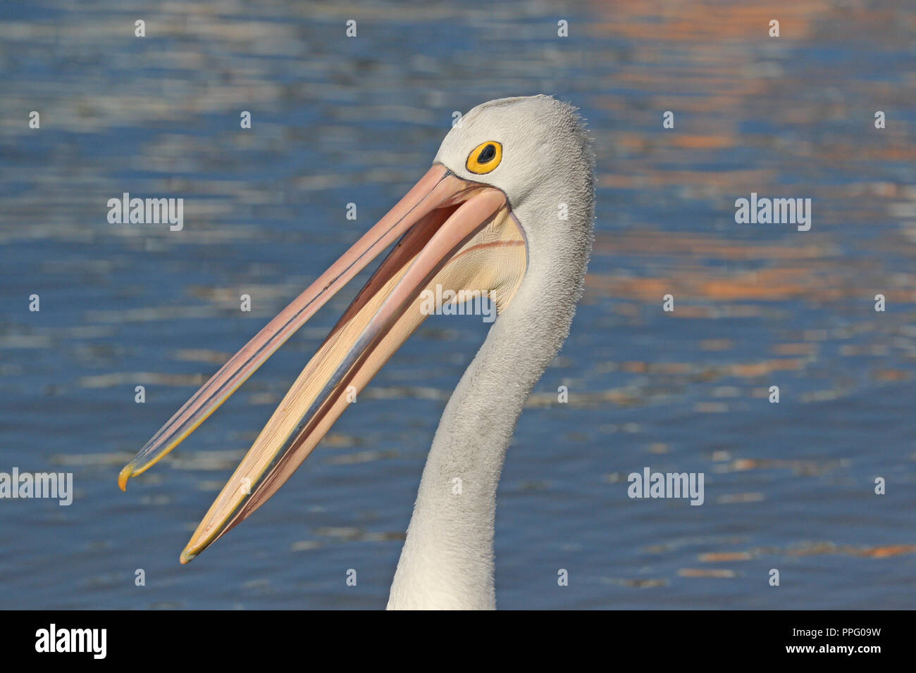 Australian Pelican Kopf mit seinen Schnabel in Queensland, Australien Open Stockfoto