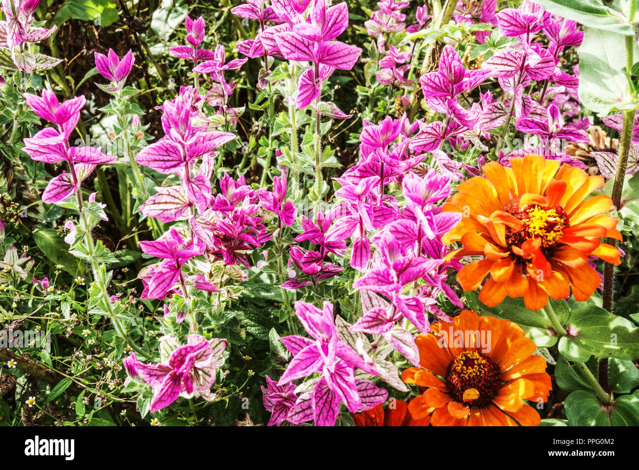 Clary Sage, Salvia viridis 'Marble Arch Rose' im Spätsommerblumenbett, Orange Zinnia Stockfoto