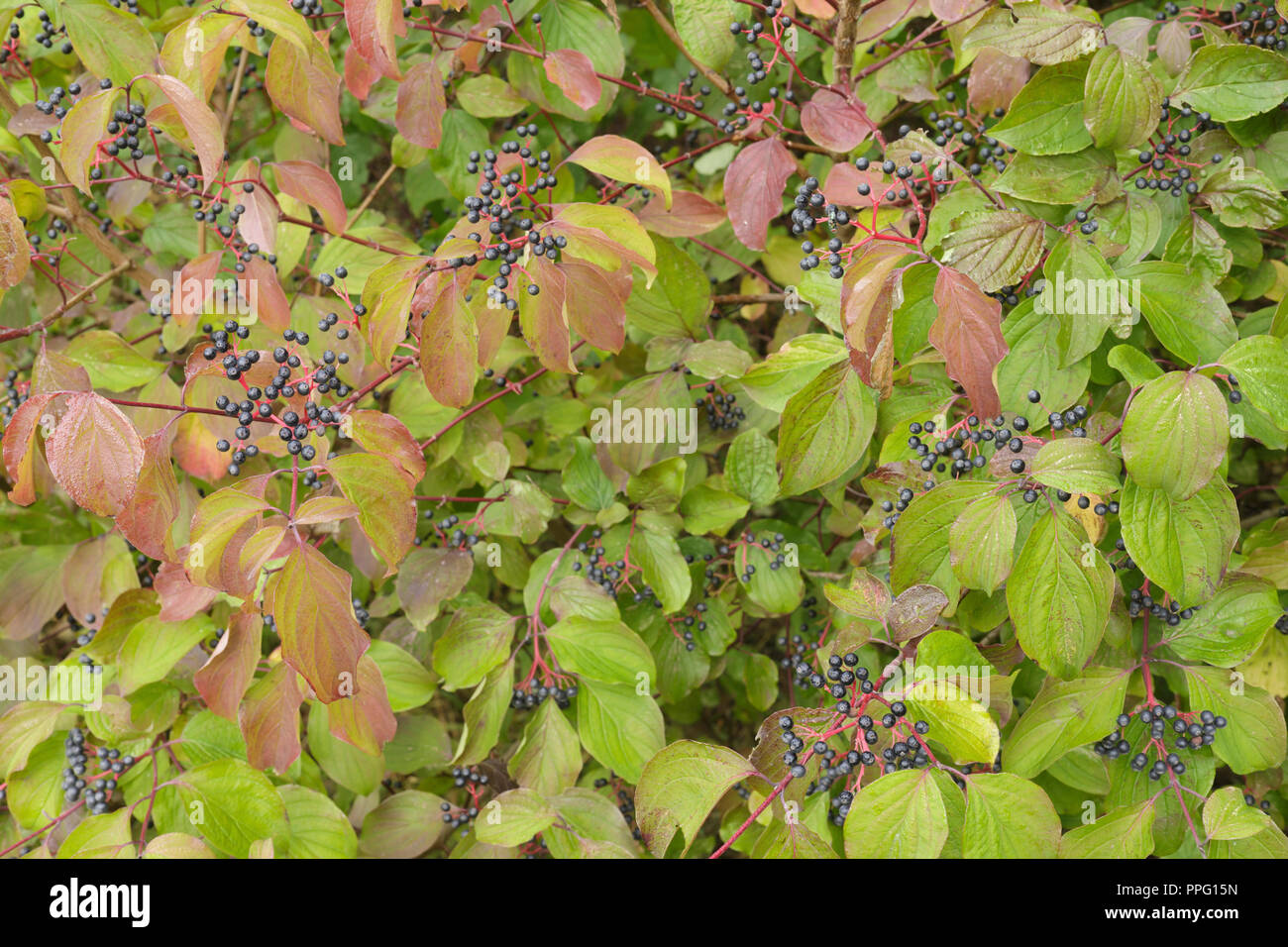 Gemeinsame Hartriegel (Cornus sanguinea) Früchte und Blätter im Herbst Farbe, wachsen in der Hecke, West Yorkshire, England, September Stockfoto