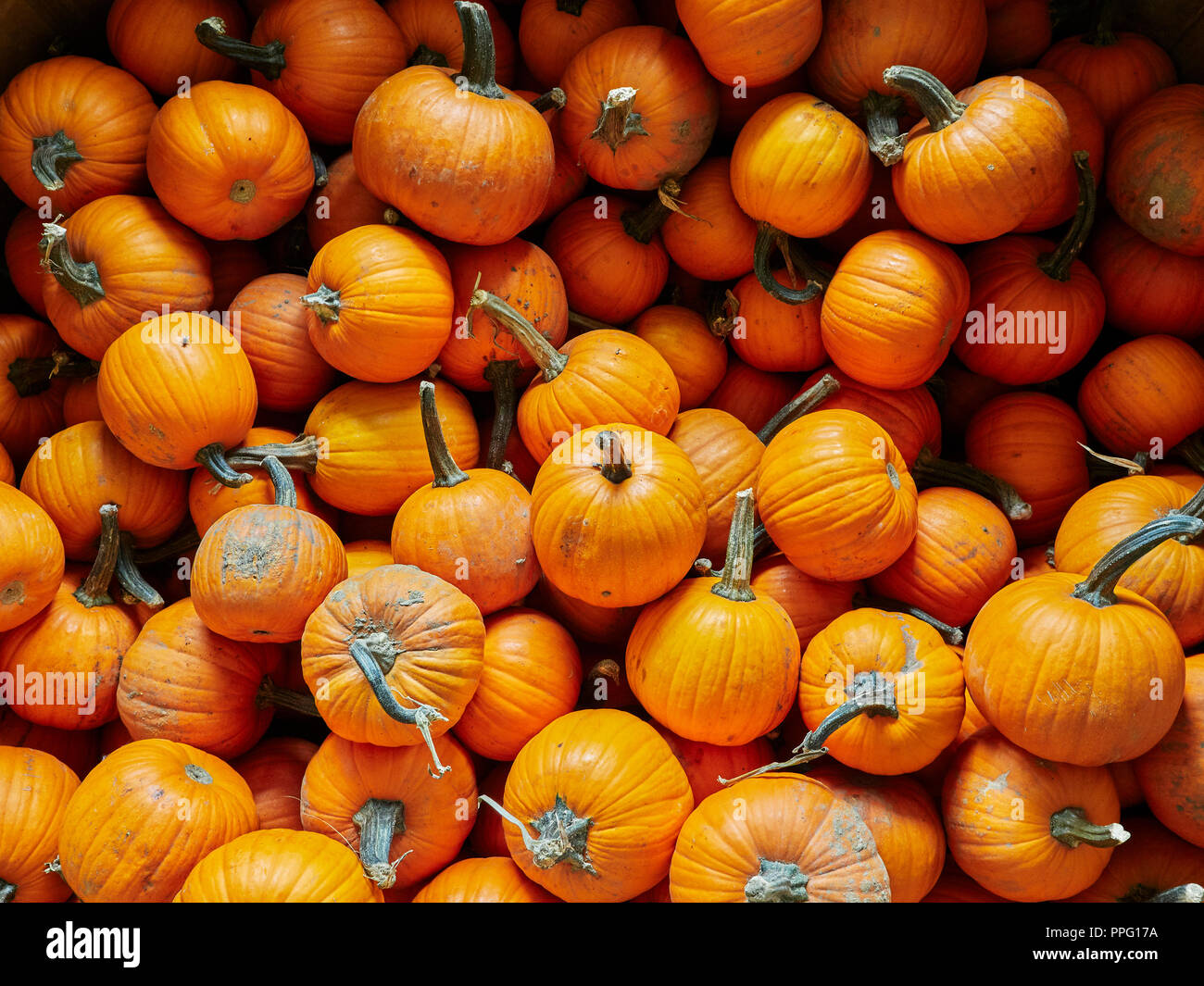 Kürbisse, frisch aus der Ernte, zeigen ihre orangene Herbst- oder Herbstfarbe in einem Stapel, der auf Peach Park Farms, Clanton Alabama, USA, zum Verkauf angeboten wird. Stockfoto