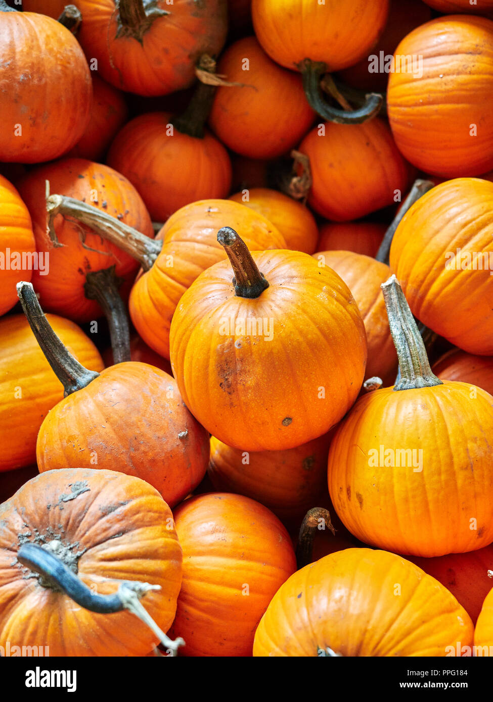 Kürbisse, frisch aus der Ernte, zeigen ihre orangene Herbst- oder Herbstfarbe in einem Stapel, der auf Peach Park Farms, Clanton Alabama, USA, zum Verkauf angeboten wird. Stockfoto