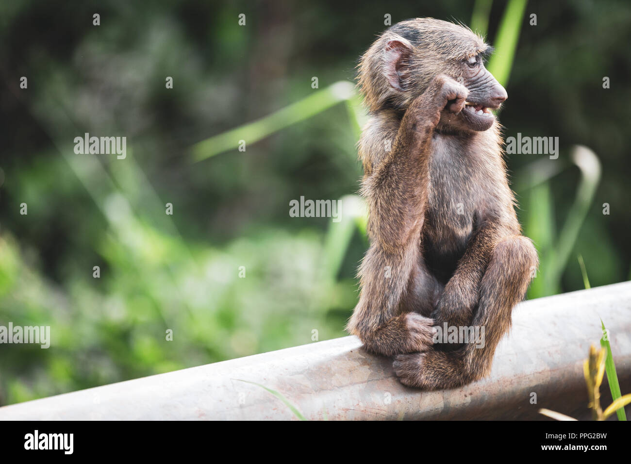 Jung neugierig baby Affe sitzt und Kaut ein Stick während der Wartezeit für die Eltern Stockfoto