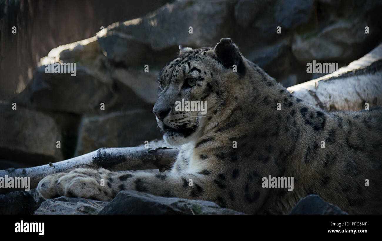 Die Snow Leopard oder Unze (Panthera uncia) ruht auf Felsen Stockfoto