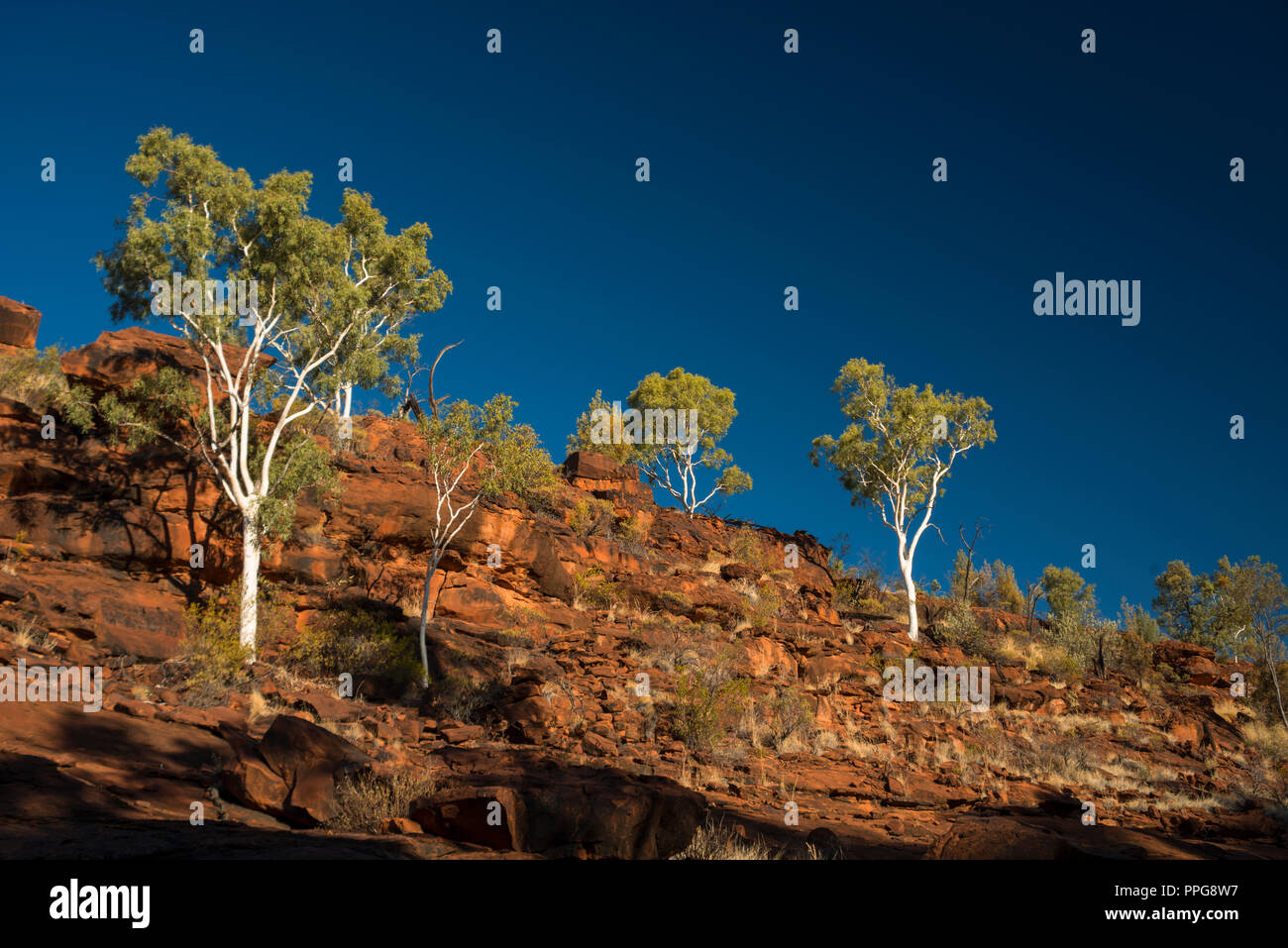 Livistona Mariae, Rotkohl Palm, Palm Valley, Namatjira, Wes MacDonnell Range, Northern Territory, Australien Stockfoto