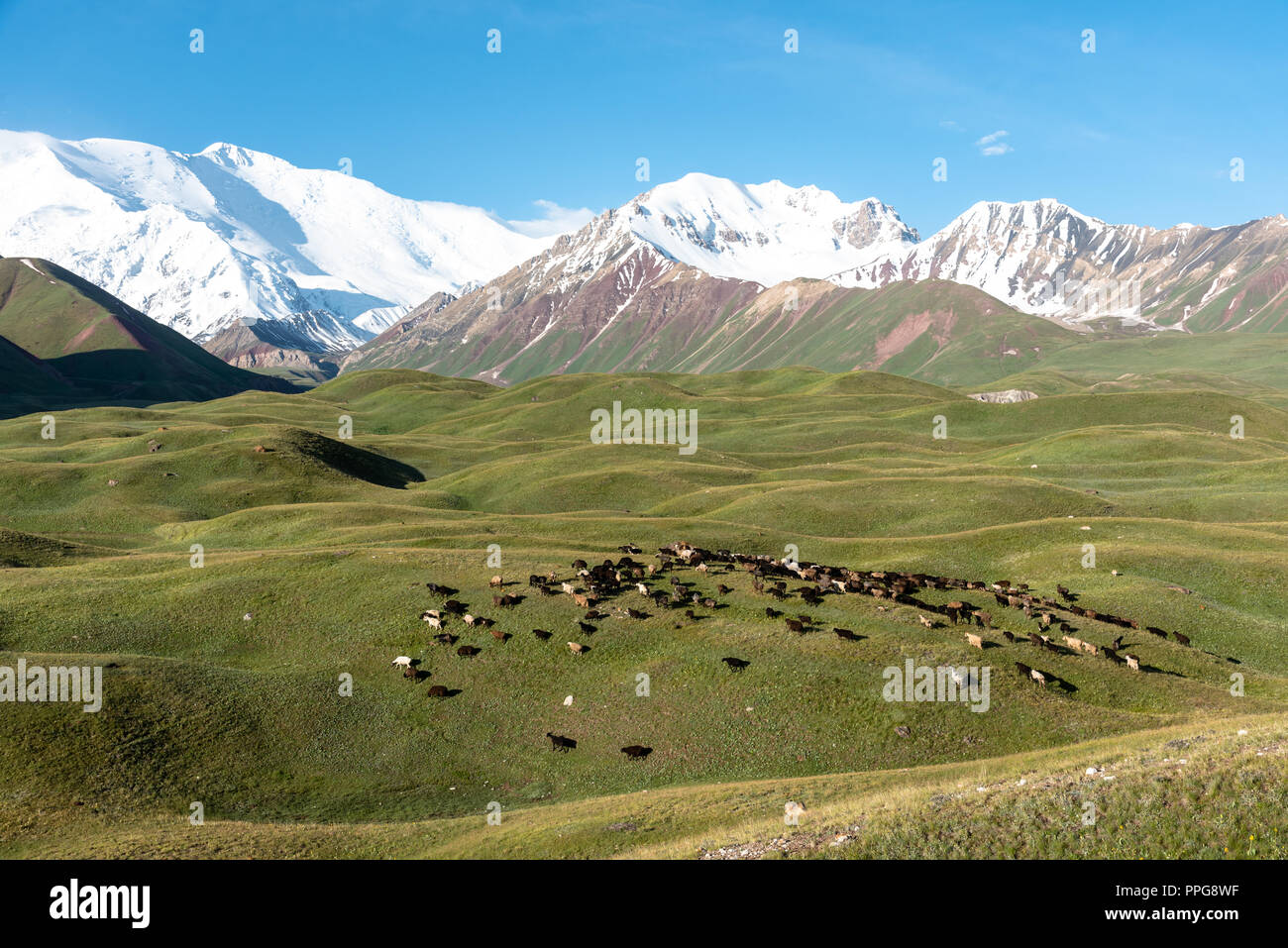 Blick über Peak lenin Tal mit einer Herde Schafe, Kirgisistan Stockfoto