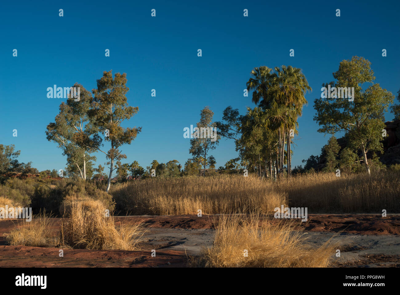 Livistona Mariae, Rotkohl Palm, Palm Valley, Namatjira, Wes MacDonnell Range, Northern Territory, Australien Stockfoto