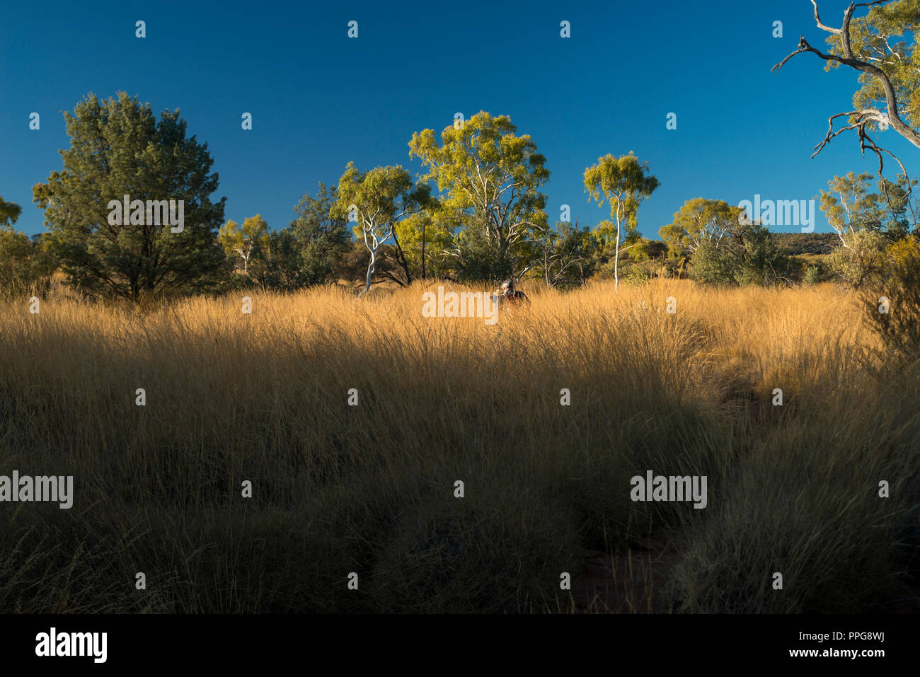 Livistona Mariae, Rotkohl Palm, Palm Valley, Namatjira, Wes MacDonnell Range, Northern Territory, Australien Stockfoto