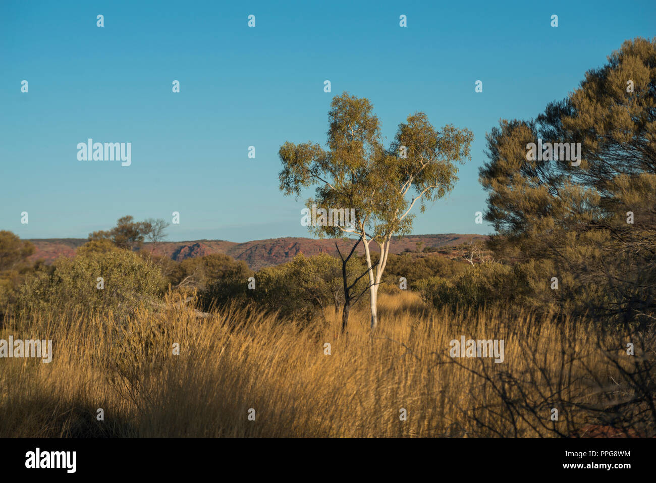 Livistona Mariae, Rotkohl Palm, Palm Valley, Namatjira, Wes MacDonnell Range, Northern Territory, Australien Stockfoto