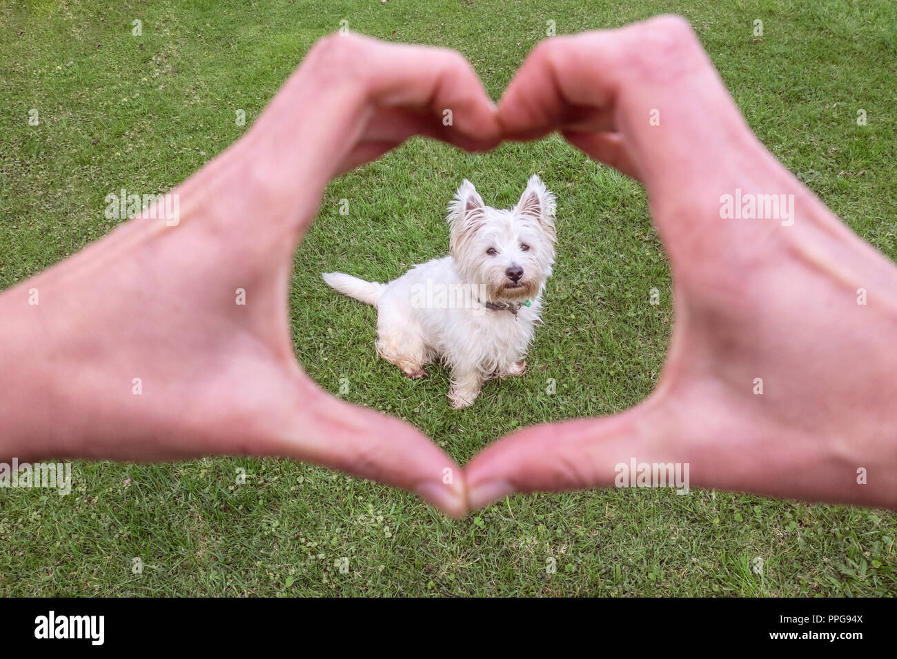 Liebe ein guter Hund: Hände und Herzen Form um niedliche West Highland Terrier westie - Behandlung und Pflege von Haustieren Stockfoto