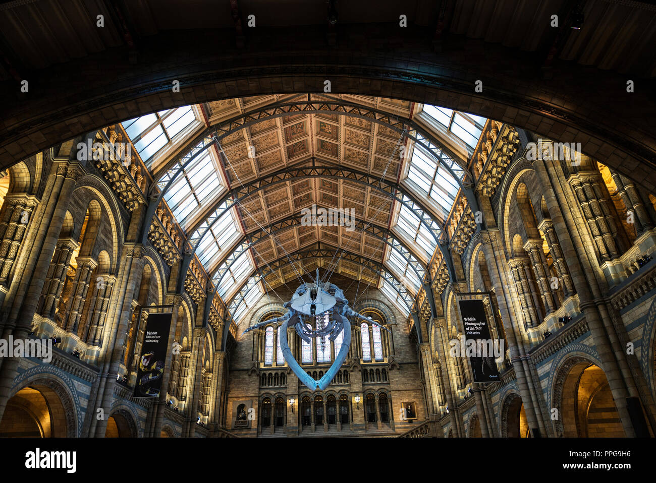 London, Großbritannien - 3. Januar 2018: ein Blauer Wal Skelett in Hintze Halle im Natural History Museum in London, England, Großbritannien Stockfoto