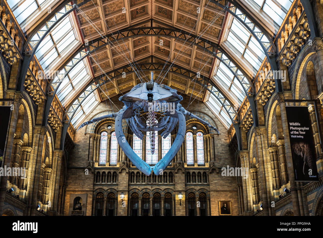 London, Großbritannien - 3. Januar 2018: ein Blauer Wal Skelett in Hintze Halle im Natural History Museum in London, England, Großbritannien Stockfoto