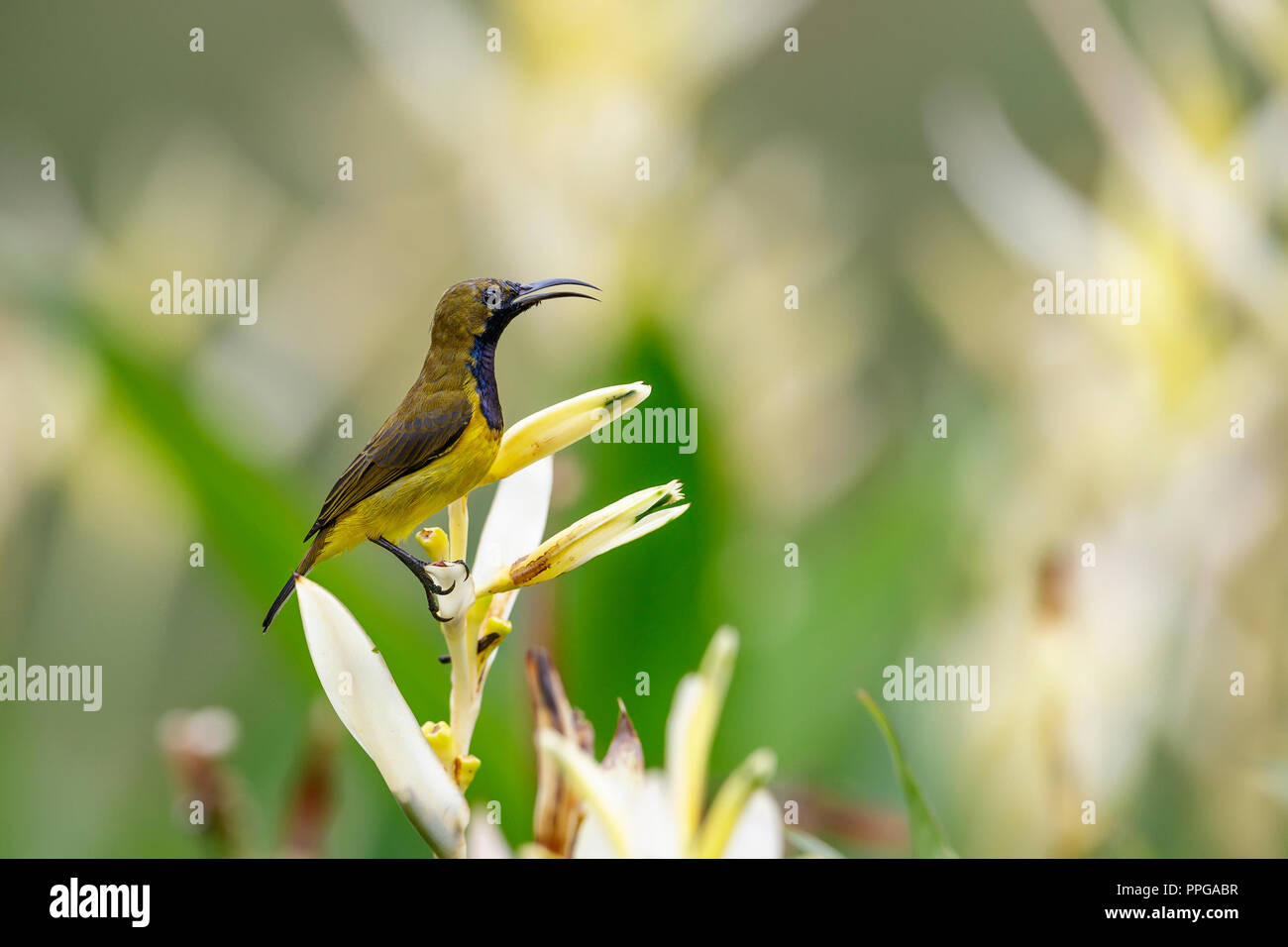 Olive-Backed Sunbird Fütterung auf Nektar von Blüten in Singapur Botanischen Gärten Stockfoto