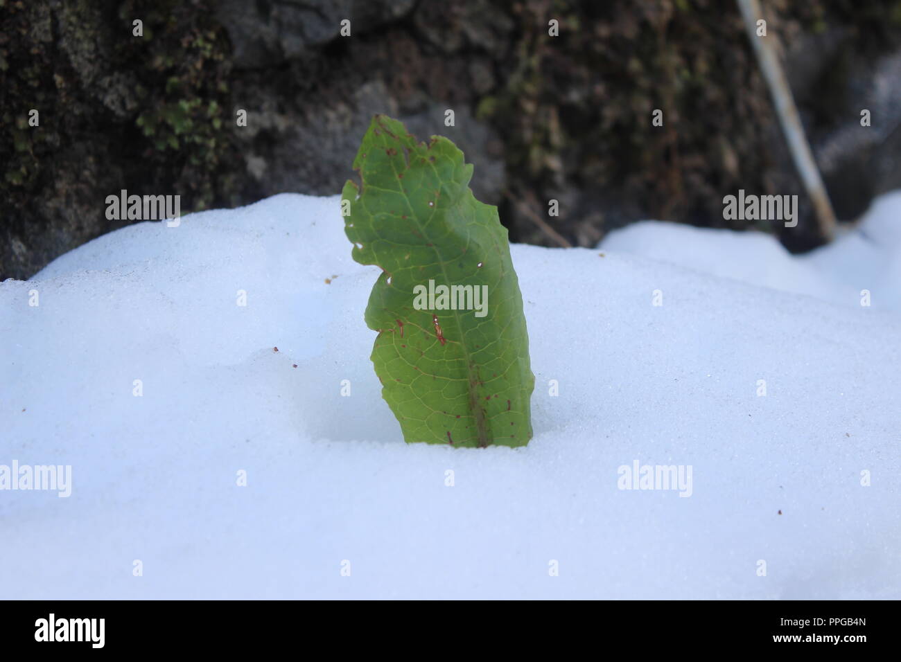 Leben im Schnee. Stockfoto