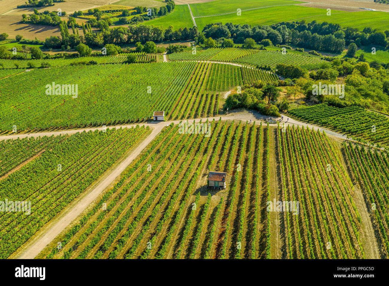 Luftaufnahme von einem grünen Sommer Weinberg Stockfoto