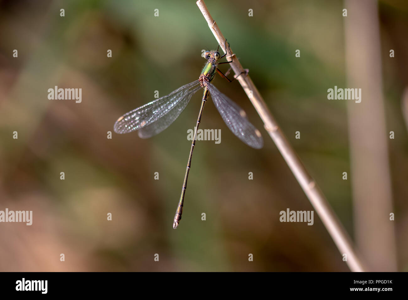 Little Dragonfly sitzen auf einer Extremität. Stockfoto