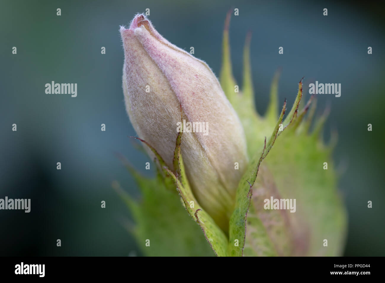 Schöne Blüte einer Pflanze in Nahaufnahme. Stockfoto