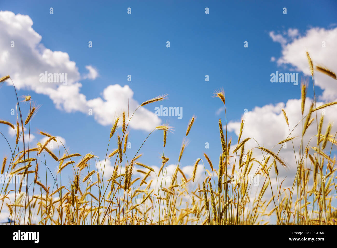 Reif Ohren von Roggen in das Feld auf dem Hintergrund der blauen Himmel mit weißen Wolken Stockfoto