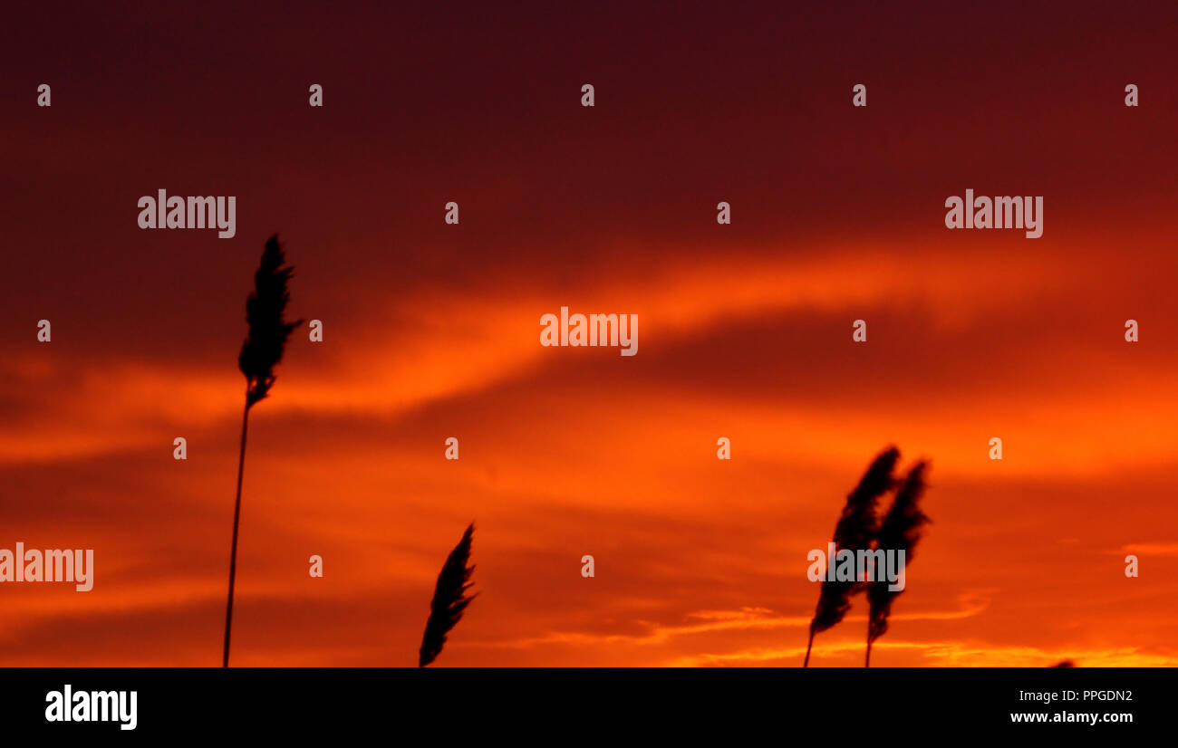Marsh grass silhouette gegen den Sonnenuntergang South Dartmouth MA Stockfoto