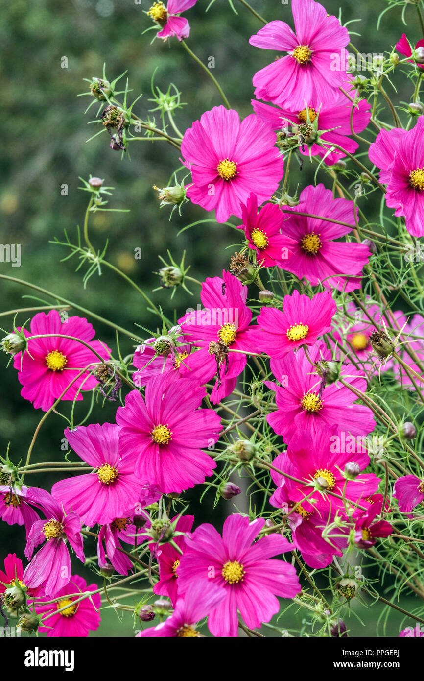 Einjährige Blumen Grenzen im Spätsommergarten Cosmos bipinnatus 'Rubenza', mexikanisches Aster-Blumenbeet Stockfoto