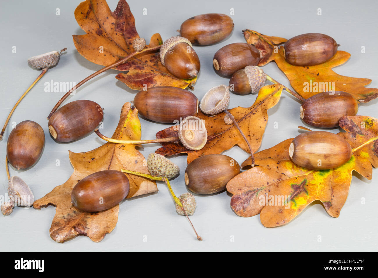 Eicheln, Blätter und cupules nach der Ernte im Herbst Stockfoto