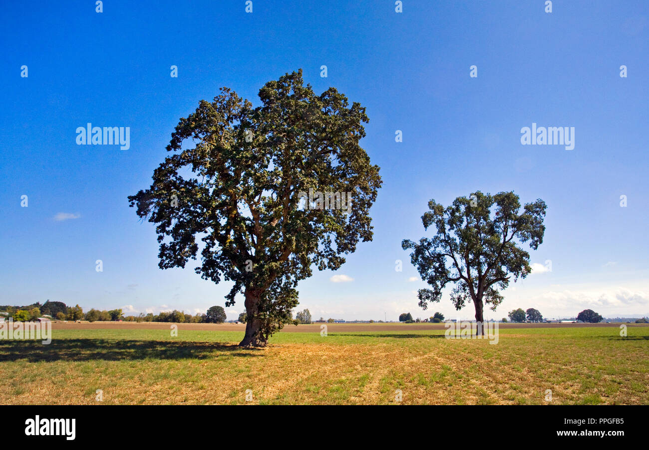 Oregon White Oaks, California White Oak (Quercus garryana), in einem Feld in der Willamette Tal der westlichen Oregon wächst Stockfoto