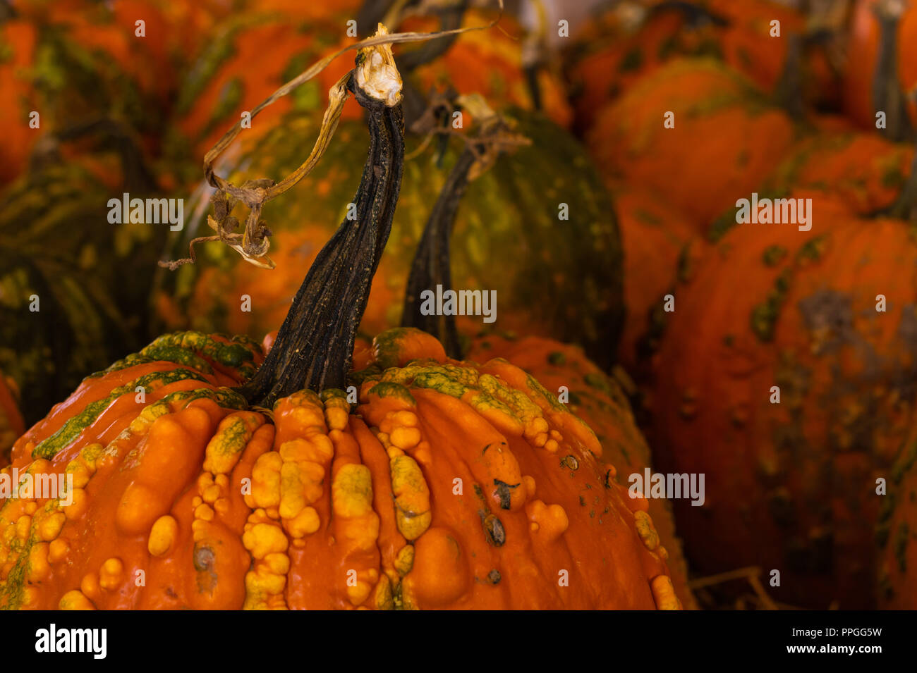 Halloween, Thanksgiving saisonale Urlaub Feier eine Vielzahl von Kürbissen in Still life Herbst Hintergrund feiern Ernte und z.b Stockfoto