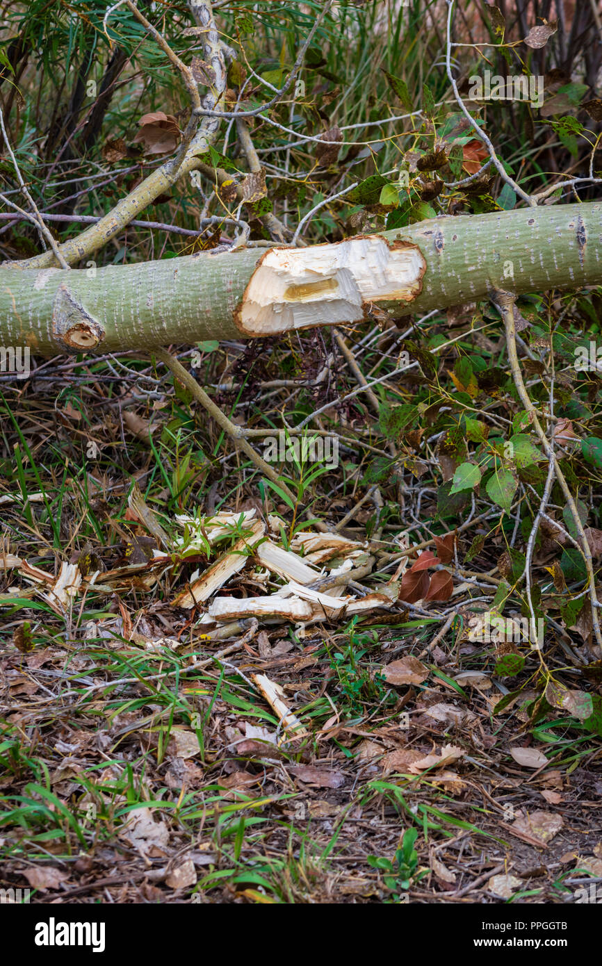 Gekauter Lanceleaf Cottonwood Baum von North American Beaver, zeigt Zähne geknickte Markierungen im Baum und Späne auf dem Boden, Colorado USA. Stockfoto