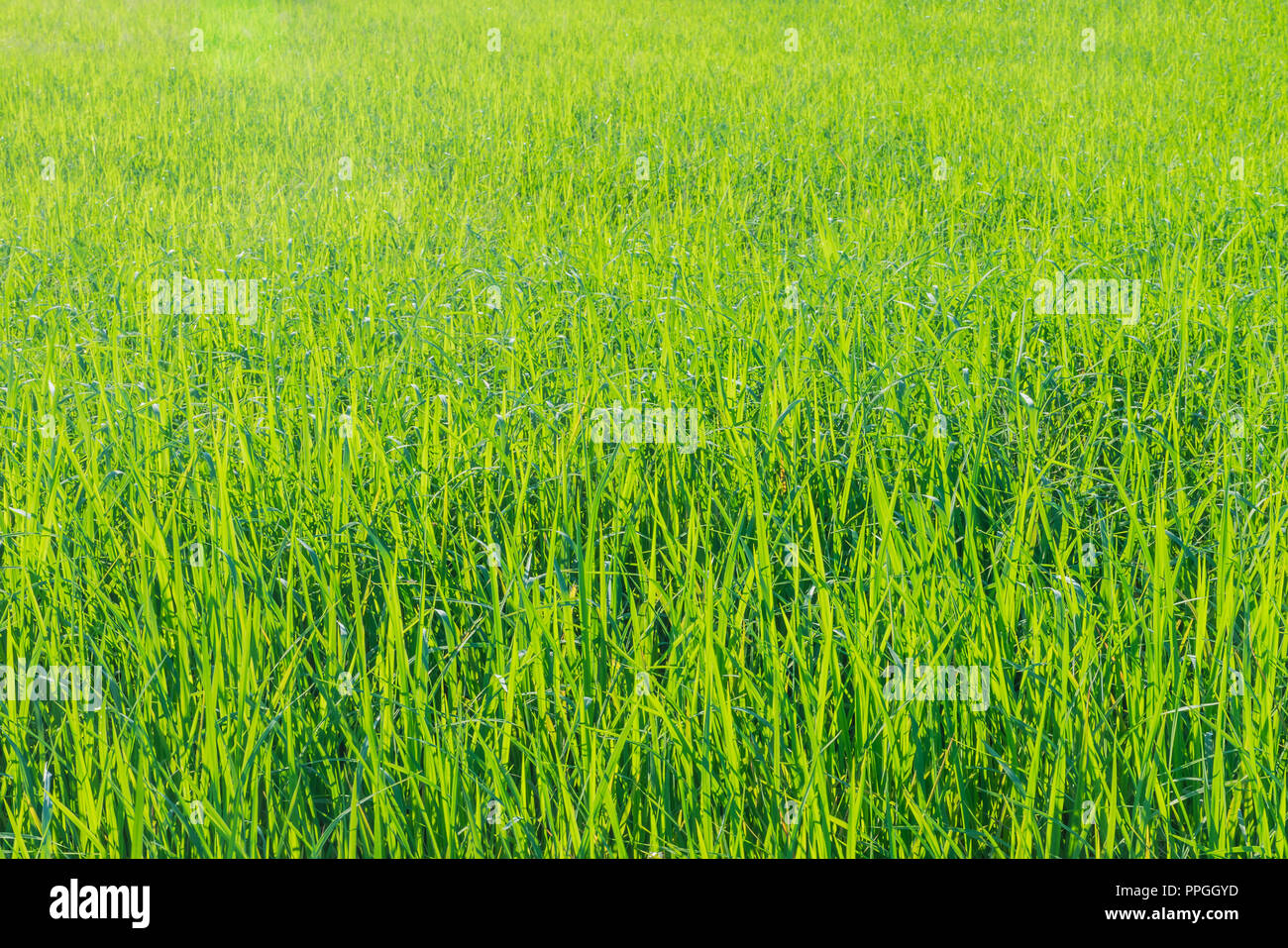 Die Soft Focus Oberflächenstruktur der grüne Reisfelder, Paddy Blatt Muster. Stockfoto