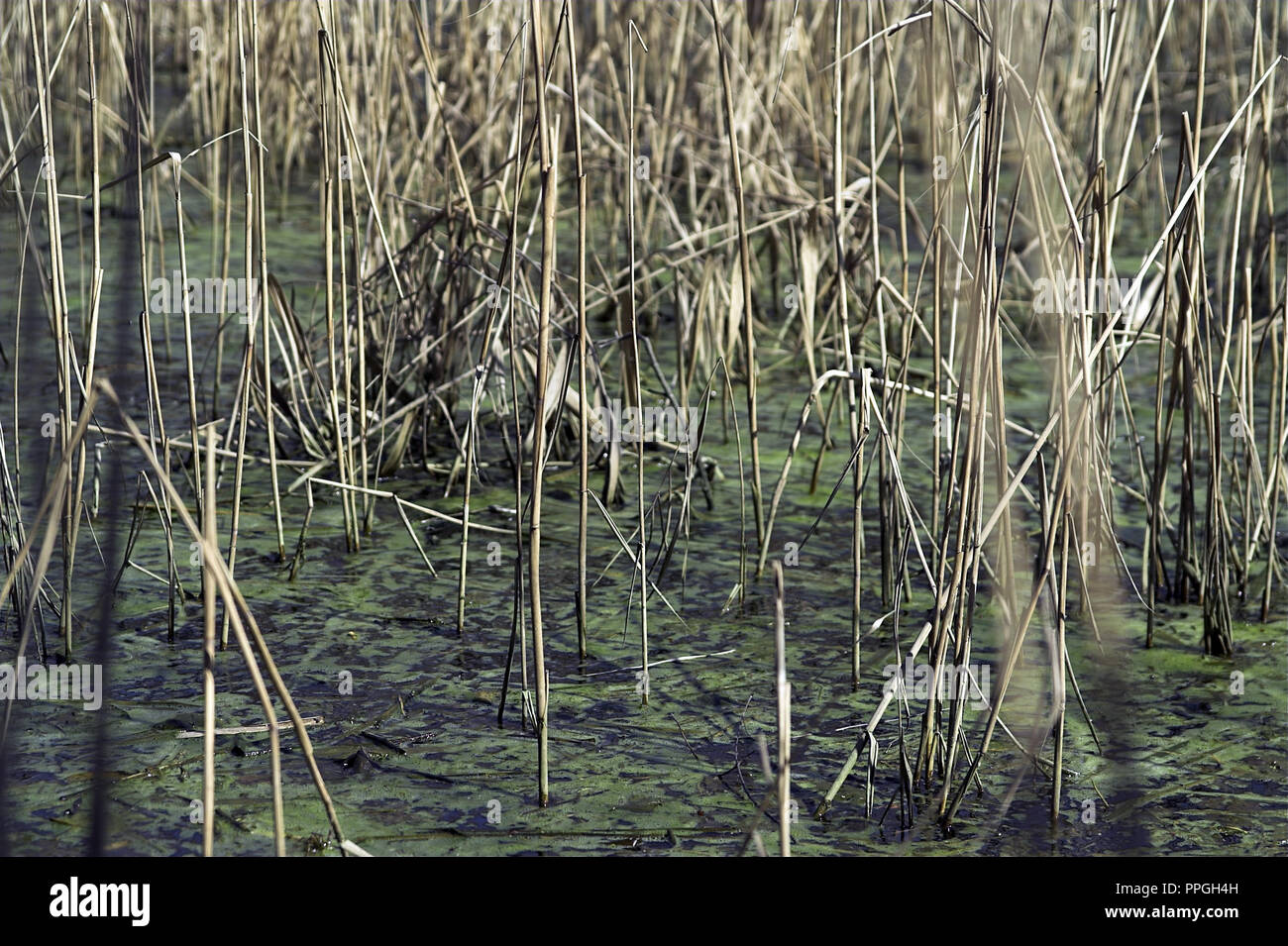 Lagune Jeżewo auf die Pogona River. Jeżewo Zalew na rzece Pogona. Großpolen, Polen Stockfoto
