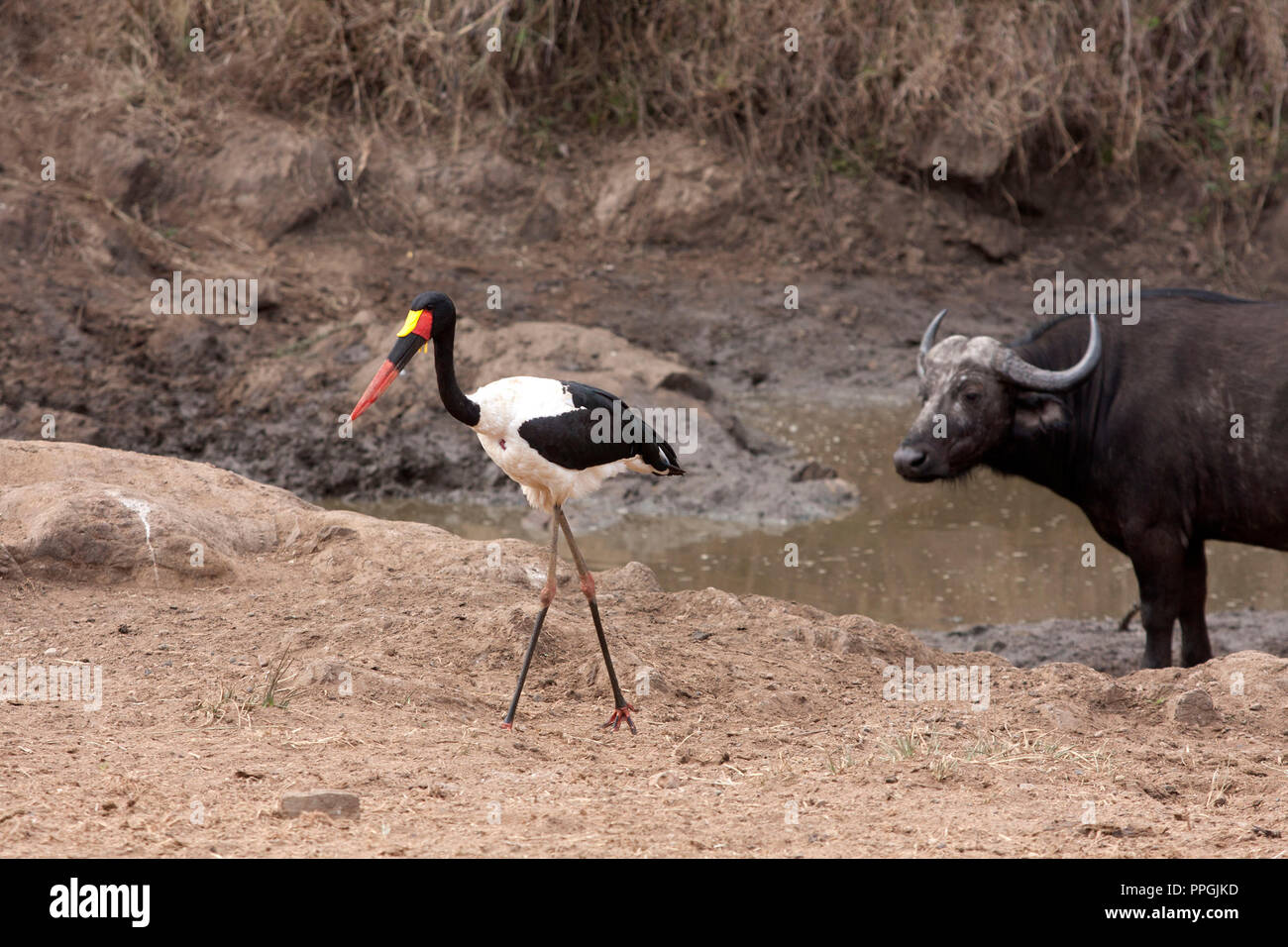 Eine Saddlebill Stork und einem afrikanischen Büffel an einem Wasserloch. Stockfoto