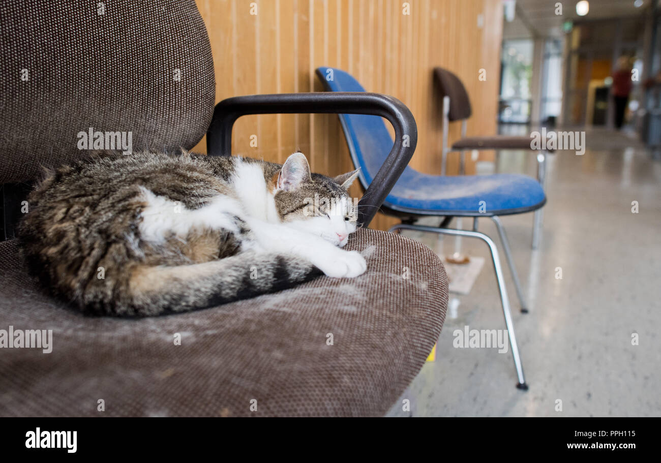 25. September 2018, Niedersachsen, Salzgitter: Die Katze "Fräulein Sünder'  liegt auf einem weichen Stuhl vor einem Hörsaal der Universität Hildesheim.  Seit 2002 ist die Unikatze lebt auf dem Campus und ist liebevoll