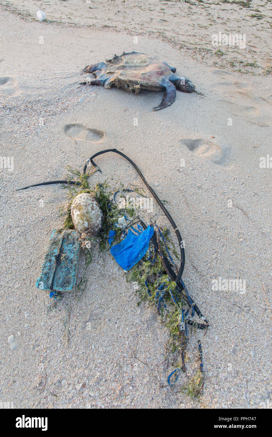 Ras Al Khaimah, Ras Al Khaimah, Vereinigte Arabische Emirate. 8. Sep 2018. Sea Turtle gesehen am Boden liegende tote an der Al Dschazira Strand. Al Dschazira Strand ist in der Nähe der Luxushotels Wohngegend von Al Hamra Village Ras Al Khaimah entfernt. Der Strand ist mit Plastiktüten übersät, Plastikflaschen, Fisch, Fischen, Angeln, Bau Holz, tote Fische und sogar einen toten Schildkröte. Das Gebiet hat eine Müllhalde für unerwünschte menschliche und Bauschutt in den letzten Jahren geworden. Credit: Mike Haken/SOPA Images/ZUMA Draht/Alamy leben Nachrichten Stockfoto