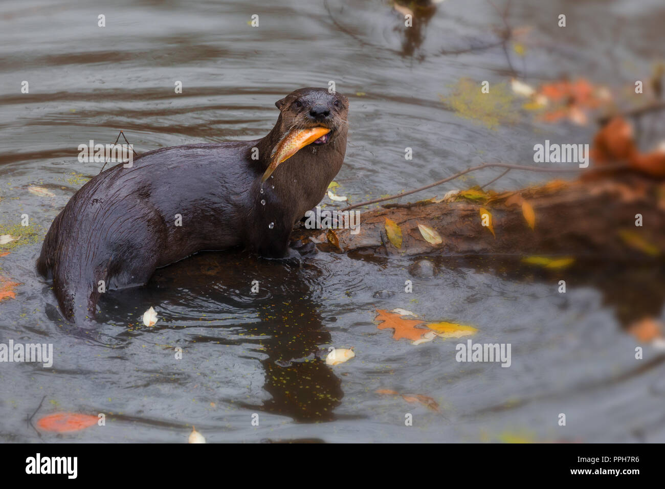 Eine North American River Otter zeigt aus seinen Fang einer Sonnenblumenöl kaltgepresst Fisch auf einem Log in Sturm Creek an Der muscatatuck National Wildlife Refuge. Stockfoto