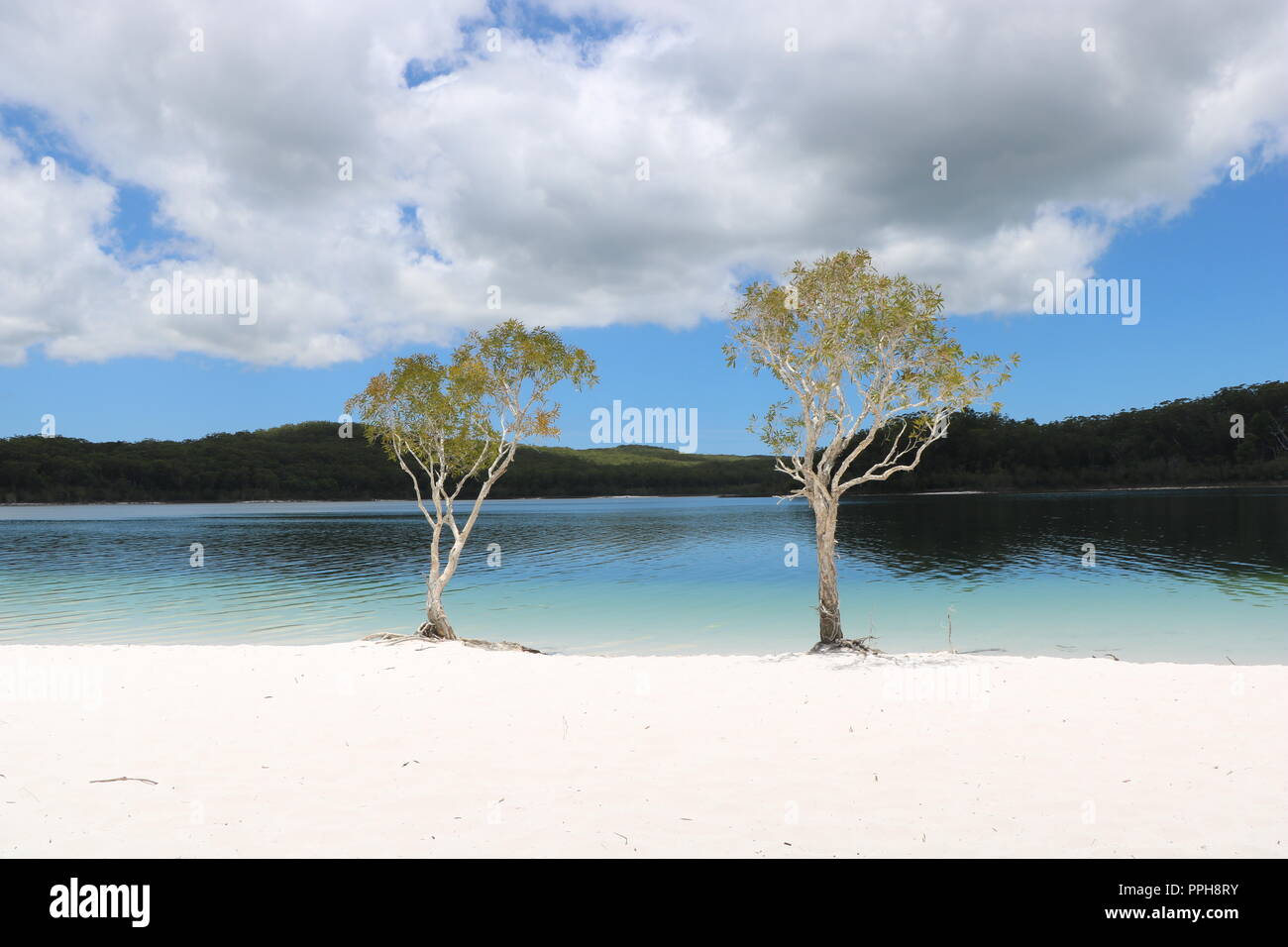 Zwei Bäume Lake McKenzie Fraser Island Australien Sommer weißen Strand Stockfoto