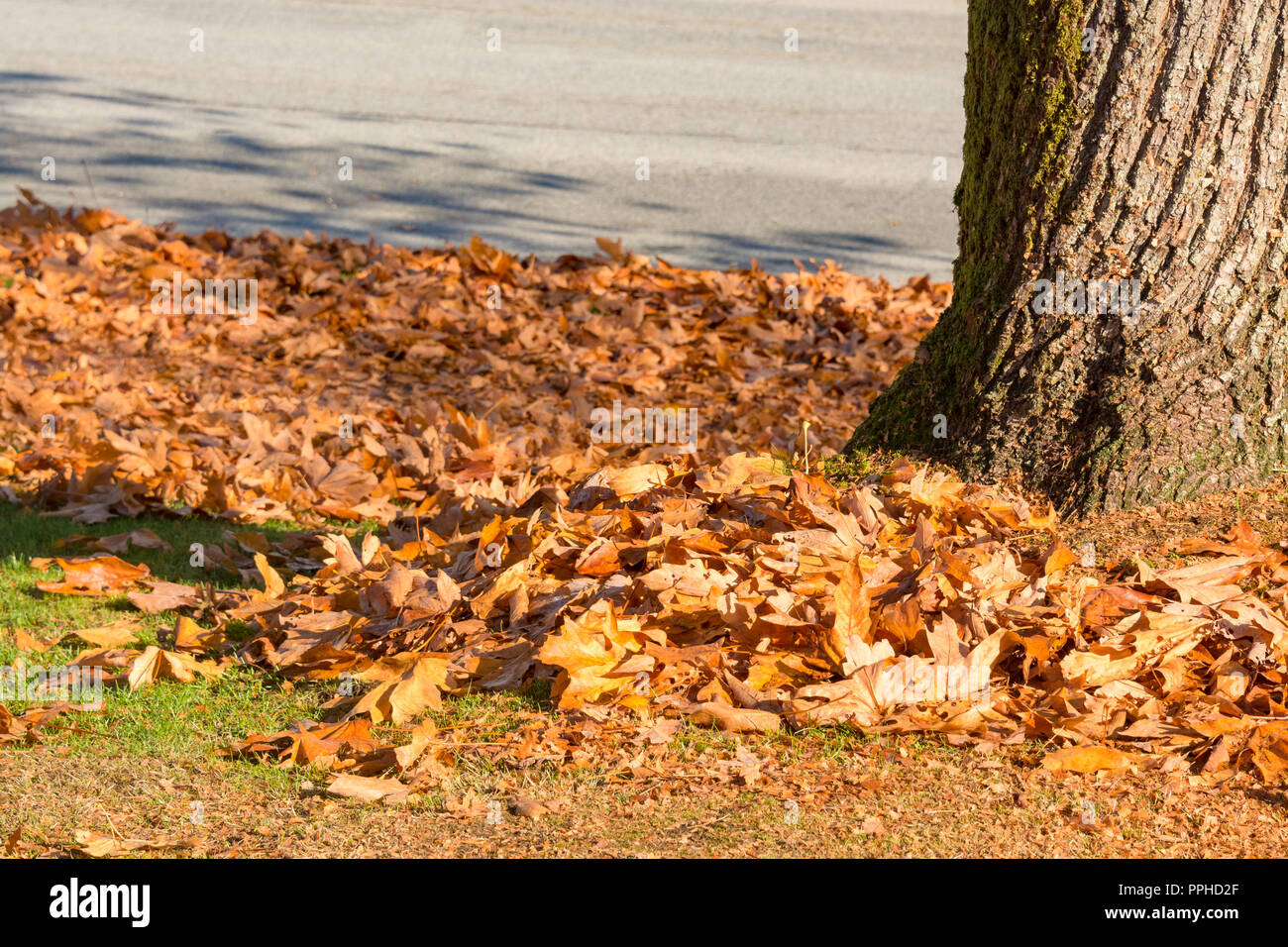 Park Rasen durch gelbe Blätter mit Baumstamm auf Seite Stockfoto
