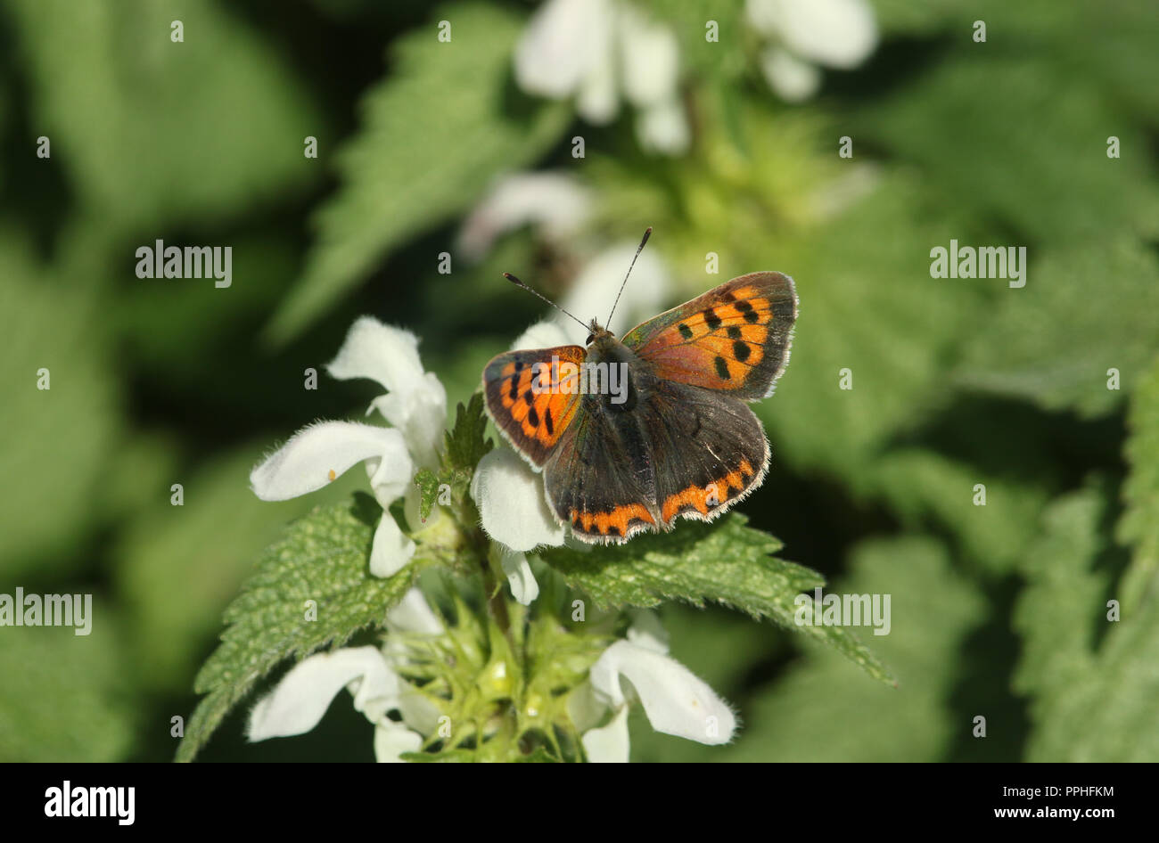 Eine hübsche kleine Kupfer Schmetterling (Lycaena phlaeas) auf einem weißen tote Nessel Blume thront. Stockfoto