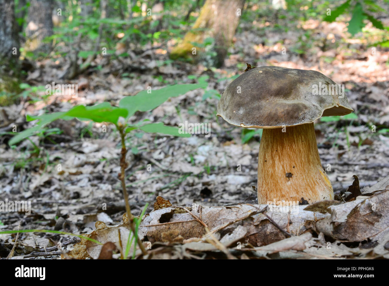 Schönes Muster BOLETUS aereus oder dunklen Cepor Bronze Bolete neben baby Eiche in Tiefland Eichenwald Stockfoto