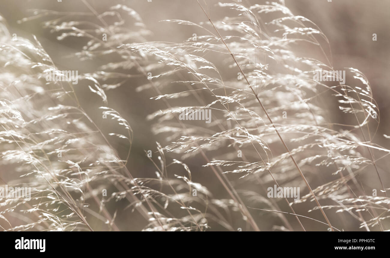 Wilde Gräser weht Im Herbst Breeze mit verminderten Samenköpfe. Yorkshire Nebel Gras, Holcus lanatus. Ruhig, gelassen abstrakt. Horizontale. Stockfoto