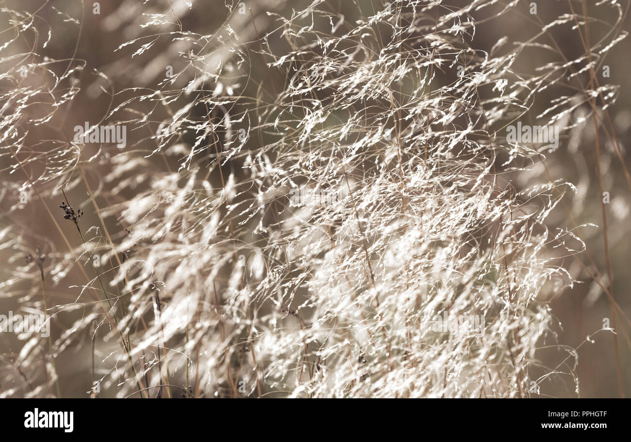 Wilde Gräser weht Im Herbst Breeze mit verminderten Samenköpfe. Yorkshire Nebel Gras, Holcus lanatus. Ruhig, gelassen abstrakt. Horizontale. Stockfoto