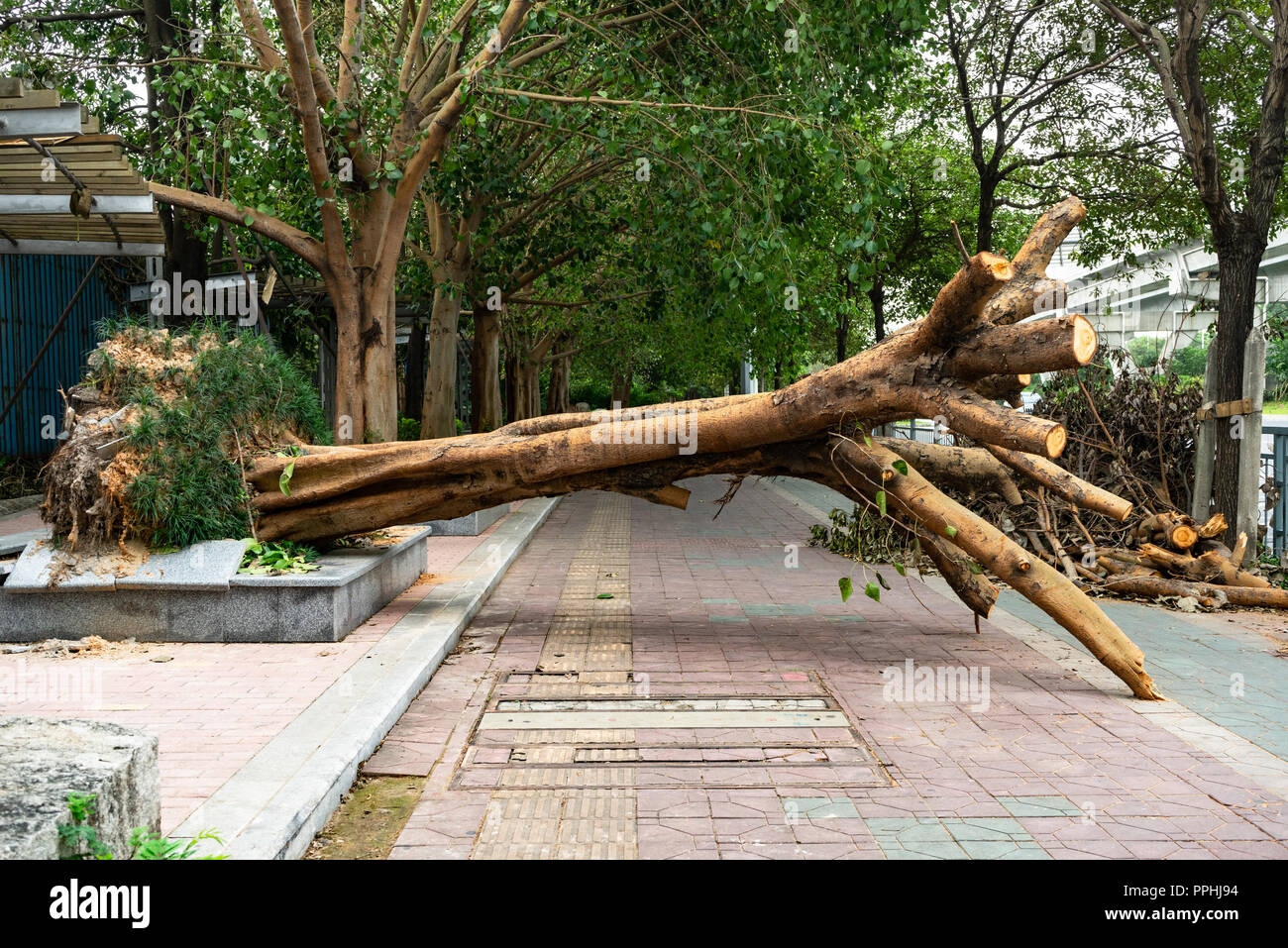 Entwurzelte Baum blockiert Bürgersteig als Taifun Mangkhut führt zur Zerstörung wie Schneebruch im südlichen China Stockfoto