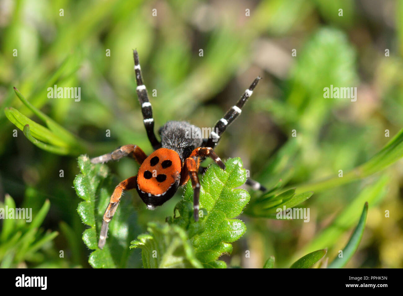 Lady Bird Spider Stockfoto