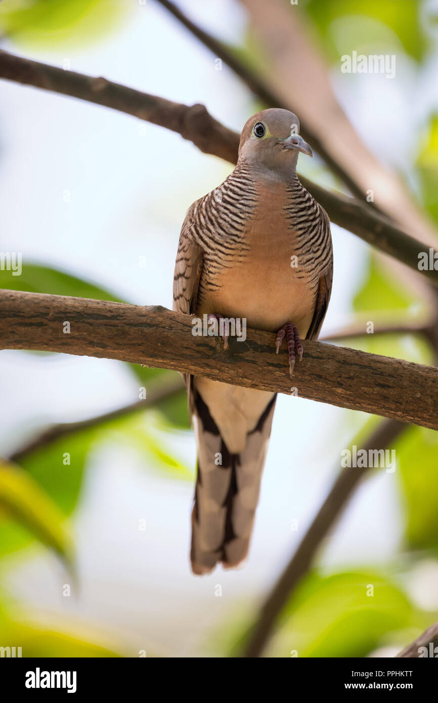 Zebra Taube, Geopelia striata, gemeinsame zähmen Philippinische Taube kleiner Vogel Stockfoto