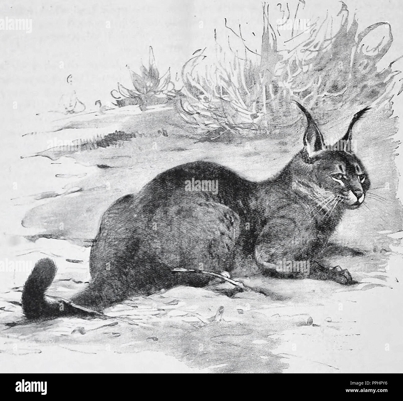 Der karakal (Caracal Caracal) ist eine mittelgroße wilde Katze in