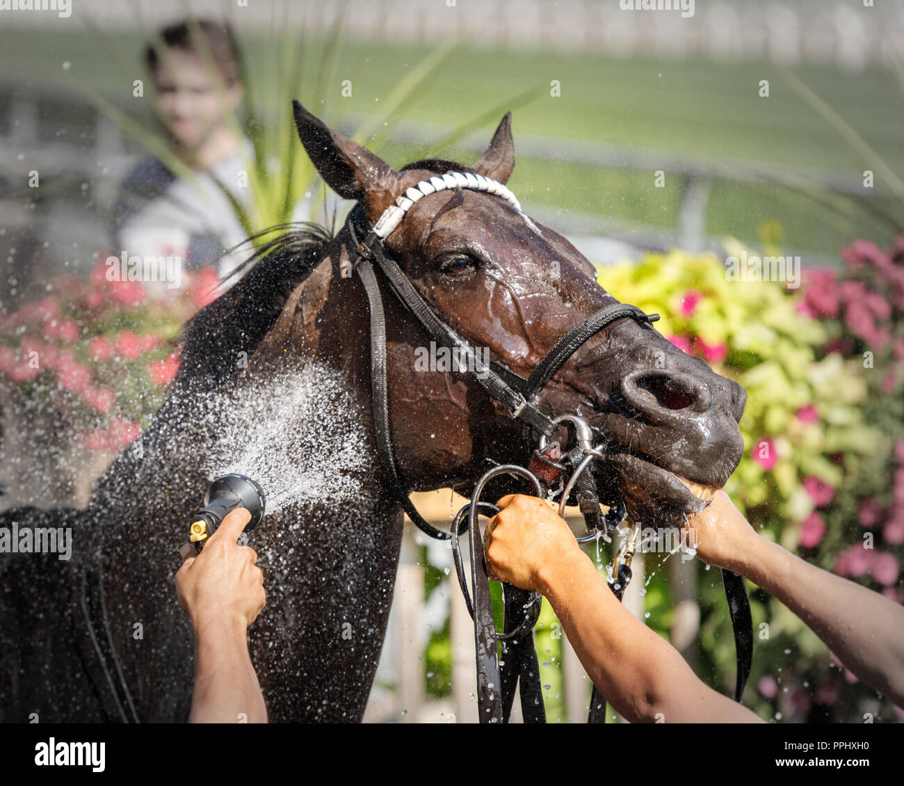 Rennpferde müssen Sie, nachdem er an einem heissen Sommertag gekühlt werden! Stockfoto
