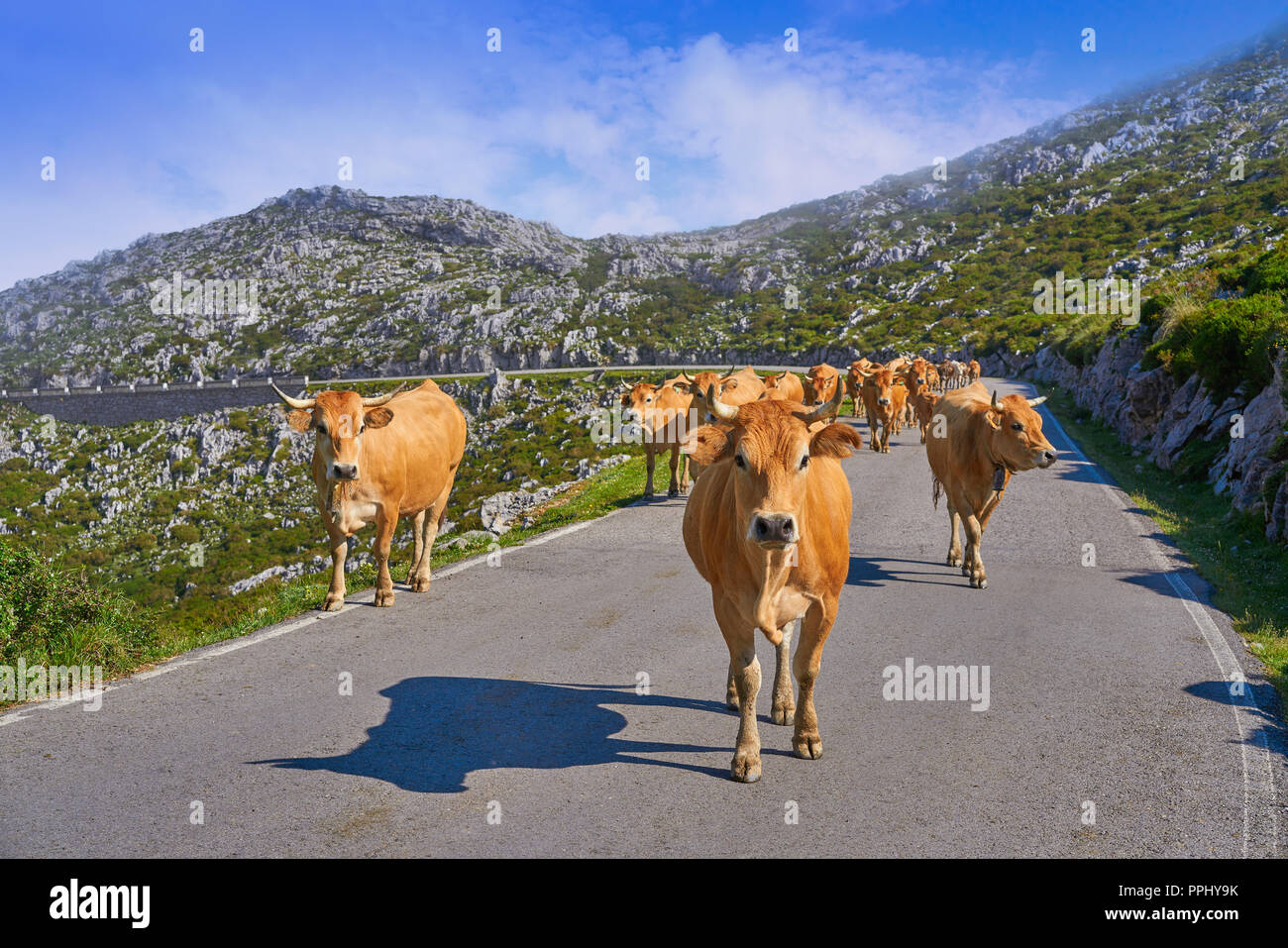 Picos de Europa in Asturien Kühe auf der Straße in Spanien Stockfoto