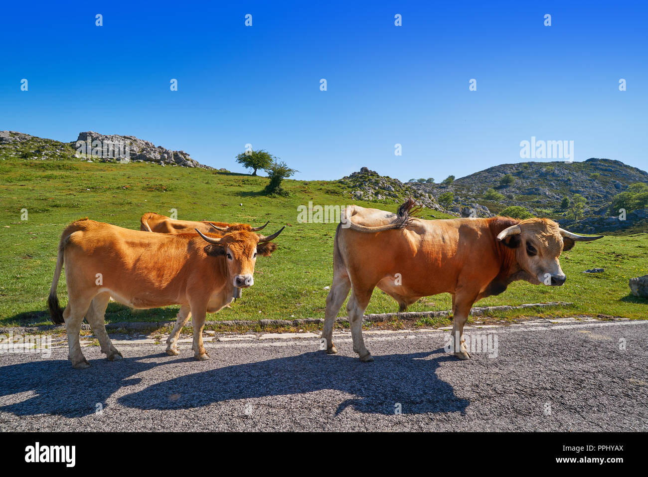 Picos de Europa in Asturien Kühe auf der Straße in Spanien Stockfoto