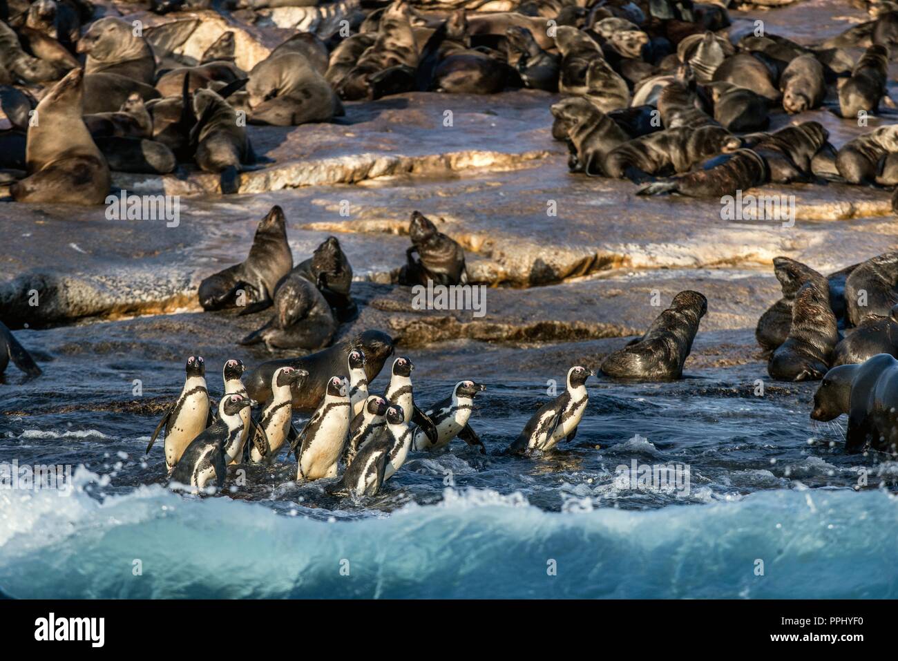 Afrikanische Pinguine auf Seal Island. Dichtungen Kolonie auf dem Hintergrund. African Penguin, Spheniscus demersus, auch als die Brillenpinguine und schwarz-foo bekannt Stockfoto